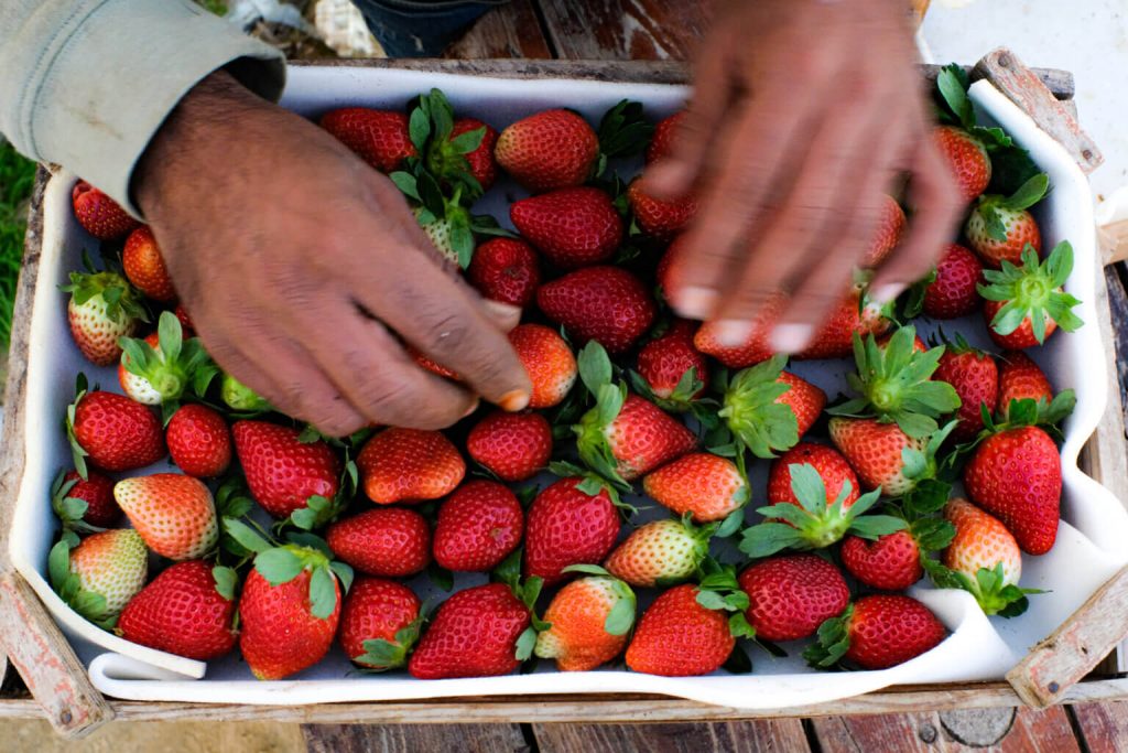Foto-essay: Aardbeienseizoen in de Gazastrook